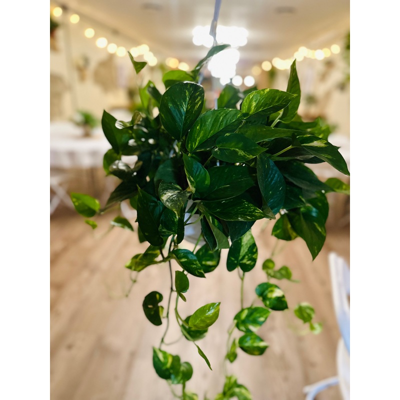 8 Golden Pothos Basket