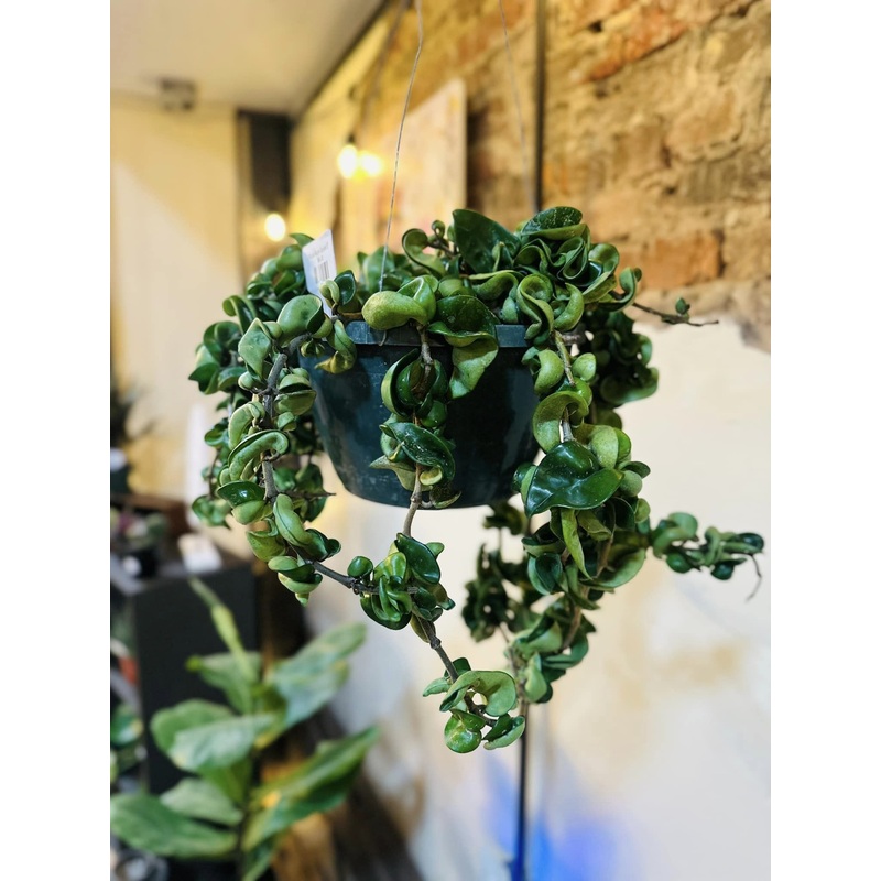 8 Hoya Rope Basket