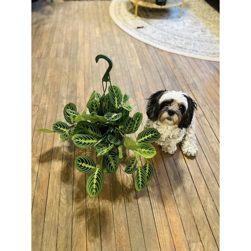 8 Maranta Lemon Basket