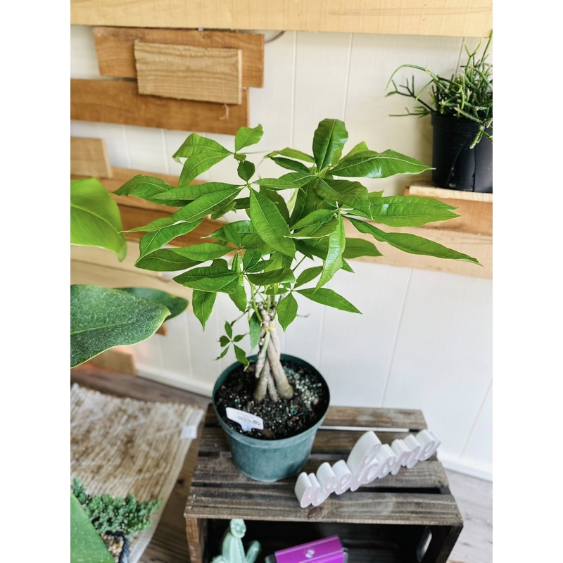 8 Money Tree