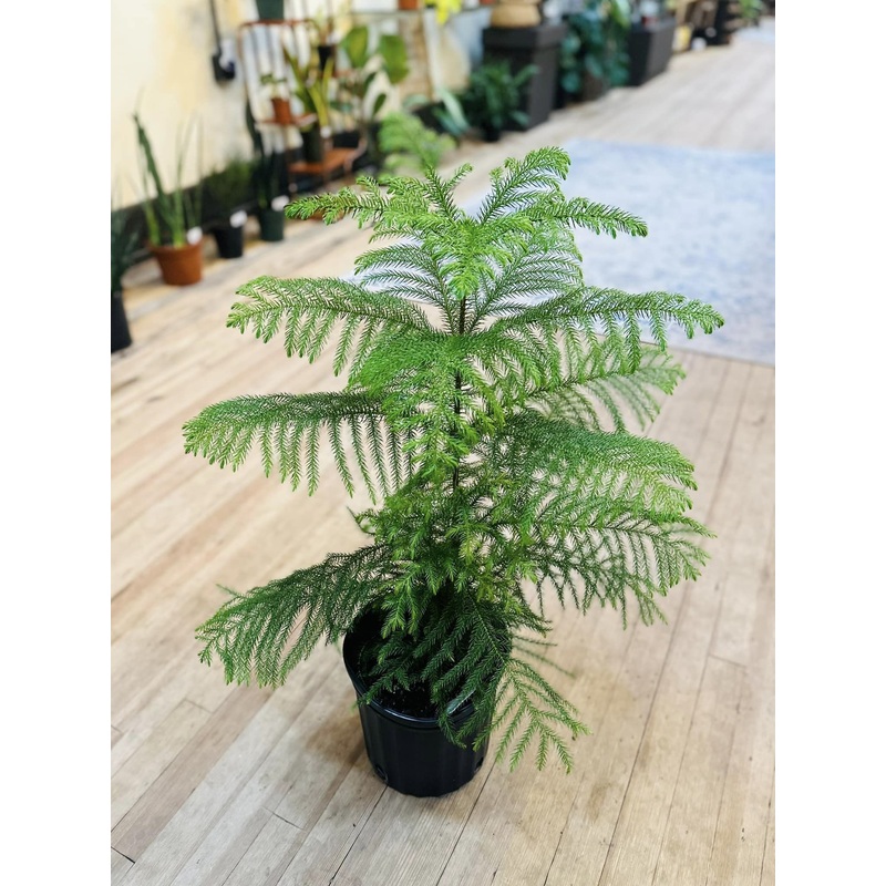 8 Norfolk Island Pine