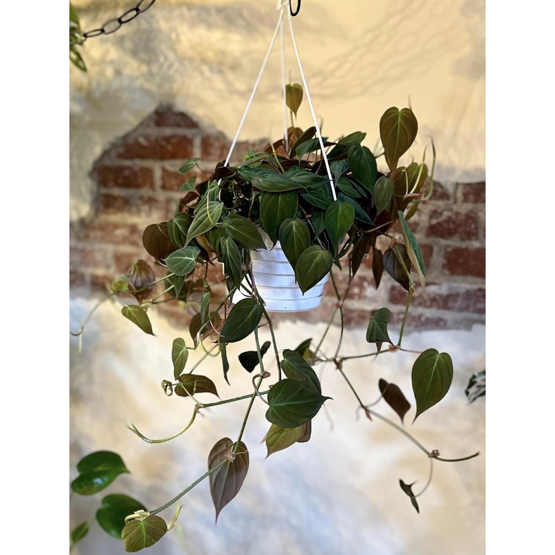 8 Philodendron Micans Basket