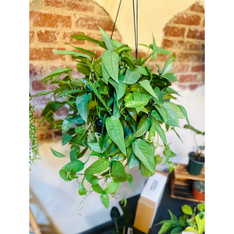 8 Pothos Cebu Blue Basket