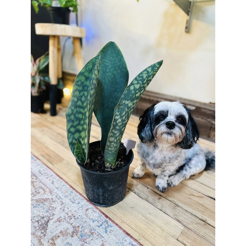 8 Whale Fin Snake Plant