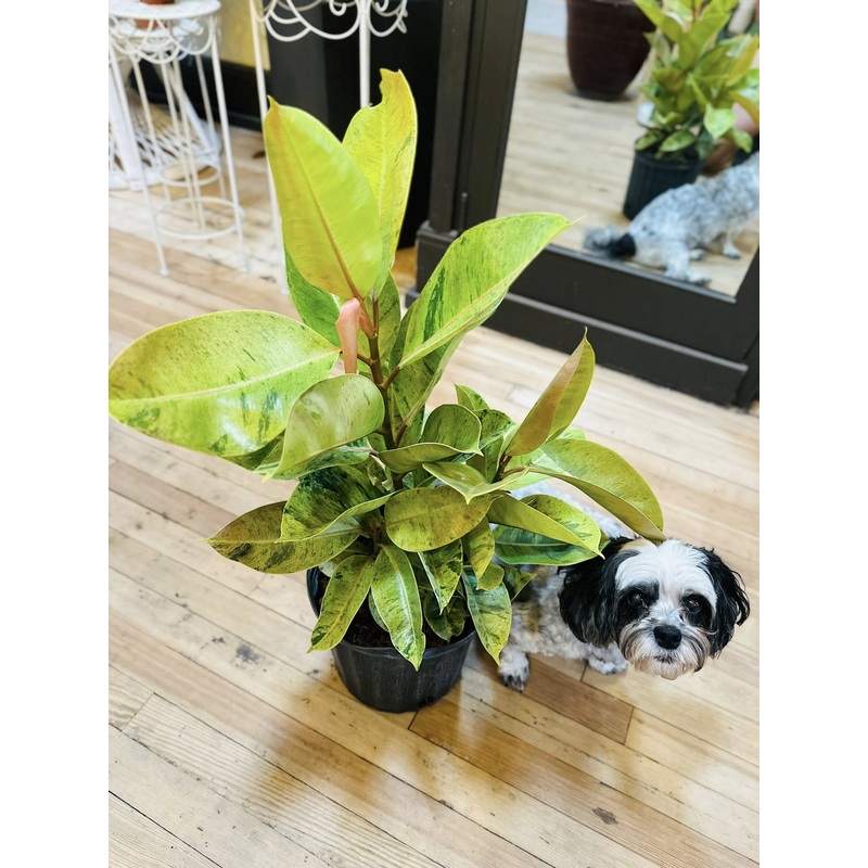 10 Ficus Moonshine
