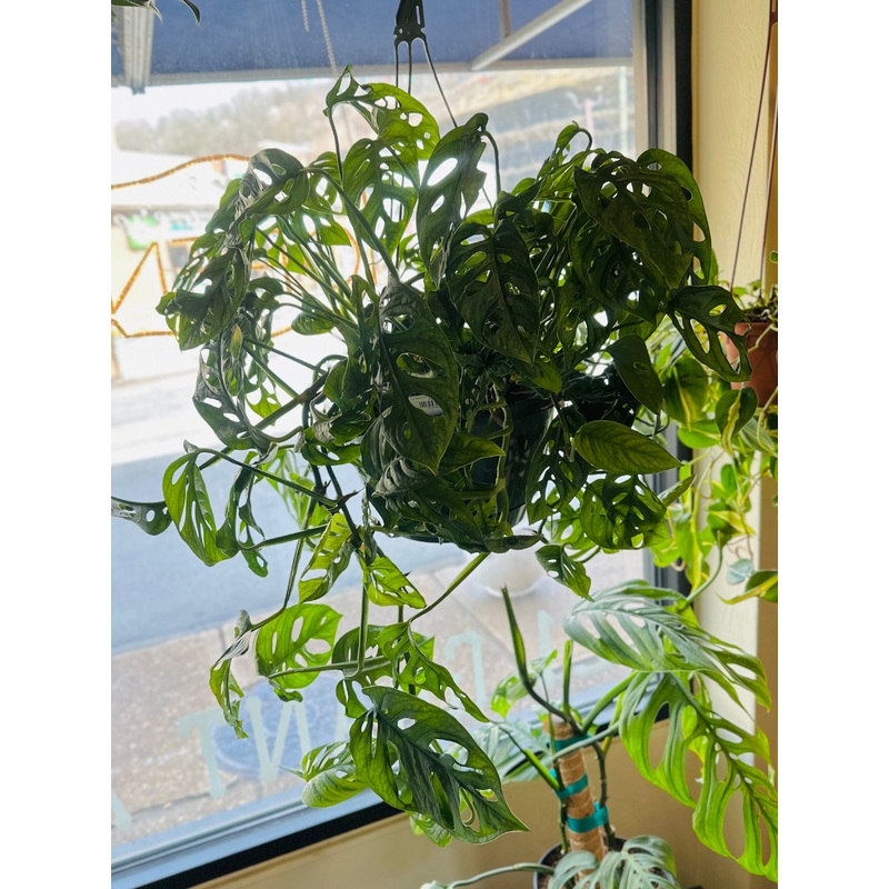 10 Monstera Adansonii Basket