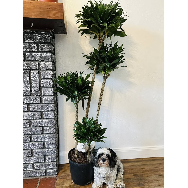 12 Dracaena Janet Craig Compacta Cane