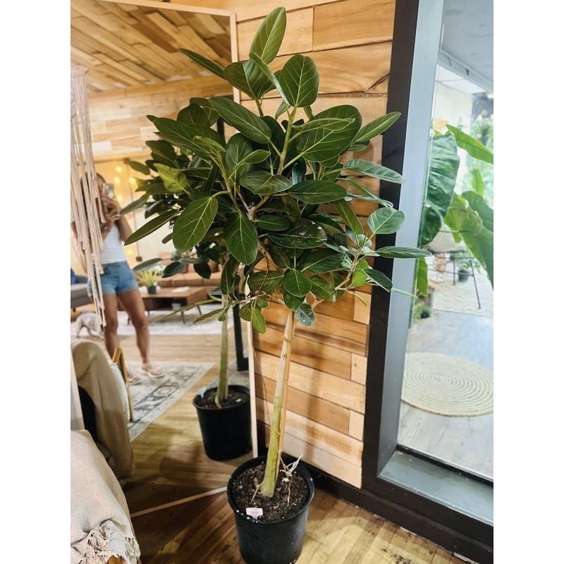 14 Ficus Audrey