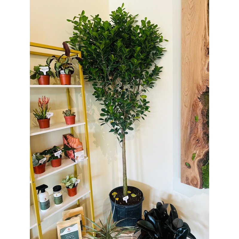 14 Ficus Moclame