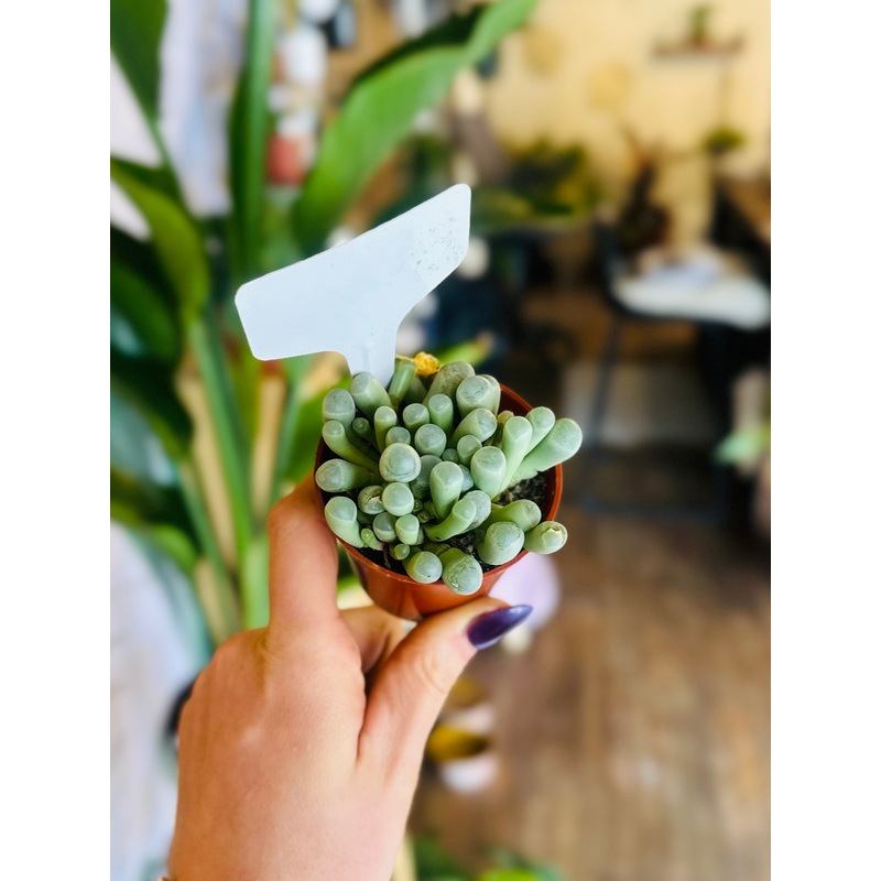 2.5 Baby Toes