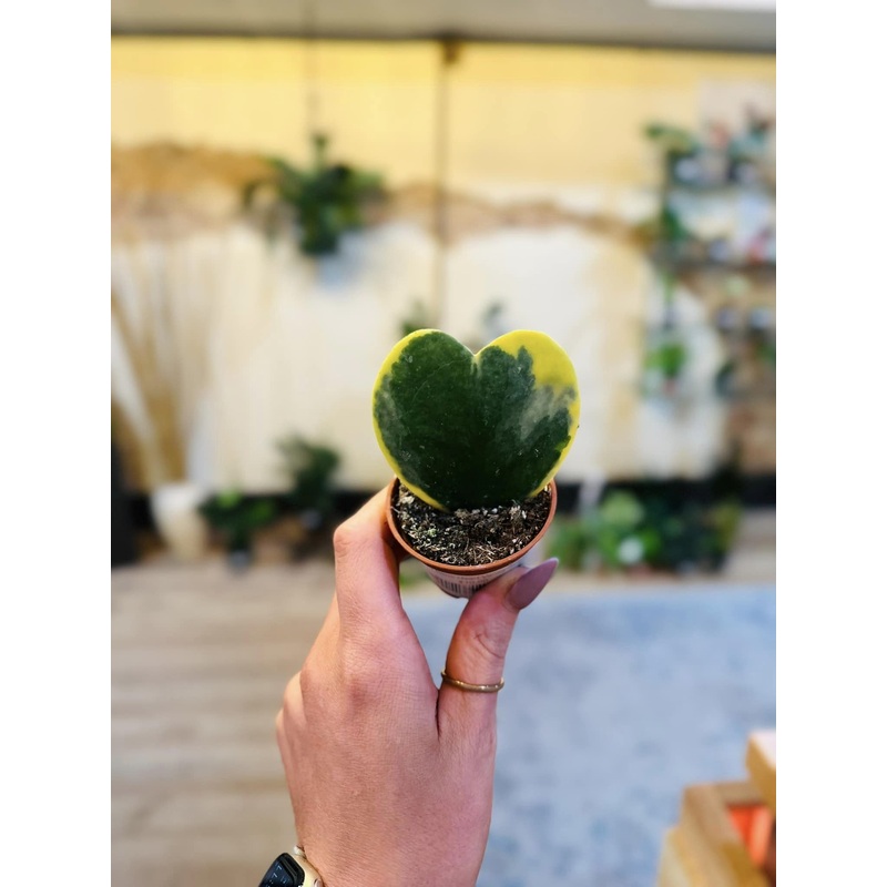 2 Hoya Kerrii Variegated