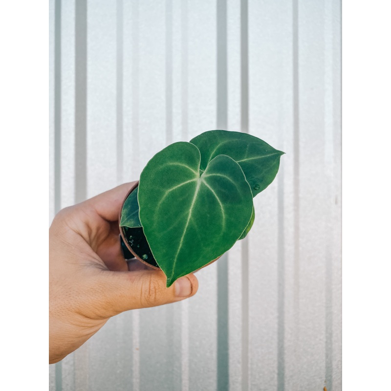 3 Anthurium ‘Clarinervium’ (seed grown)