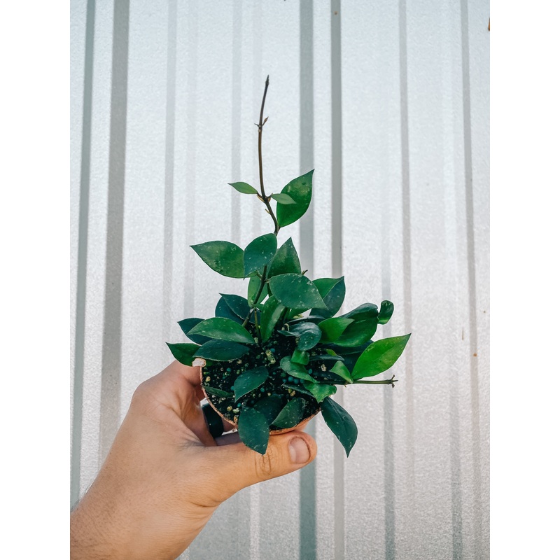 3 Hoya ‘Sipitangensis’