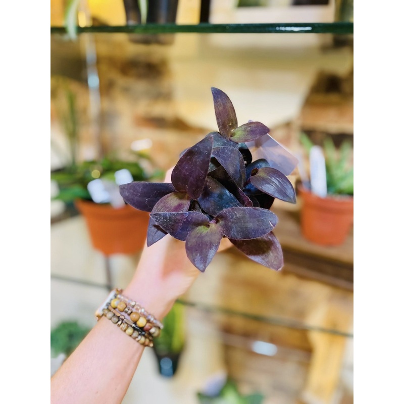 3 Tradescantia Purple Heart