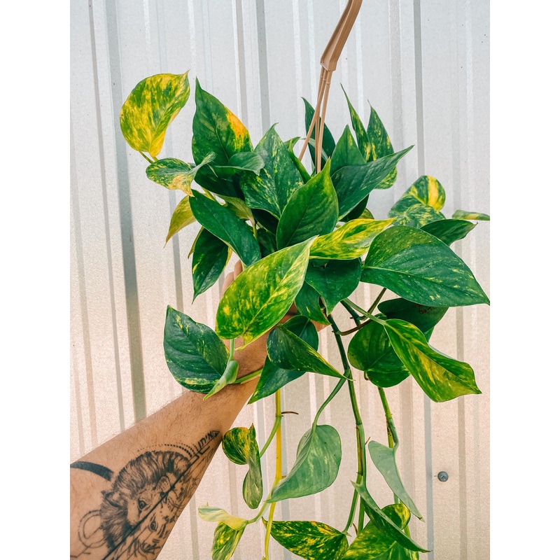 4.5 Pothos ‘Golden Hi Color’ (Hanging Basket)