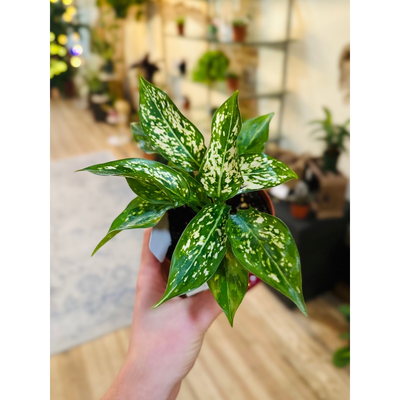 4 Aglaonema Brevispathu