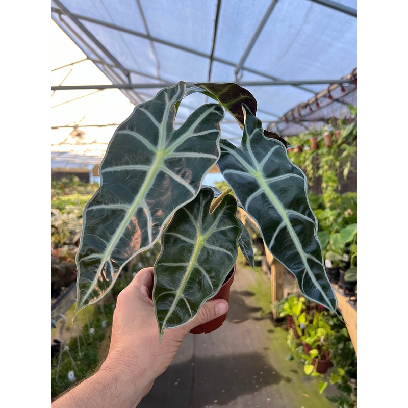 4 Alocasia ‘Polly’