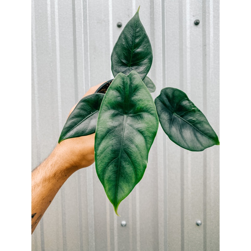 4 Alocasia ‘Reversa’