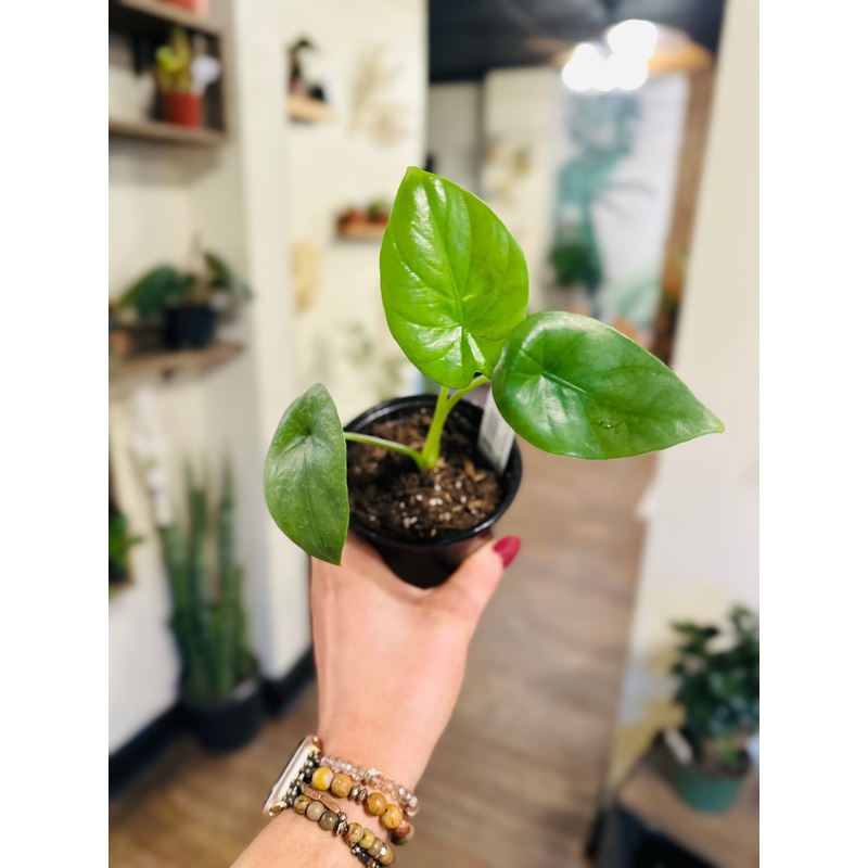 4 Alocasia Wentii