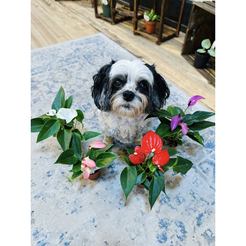 4 Anthurium Asst