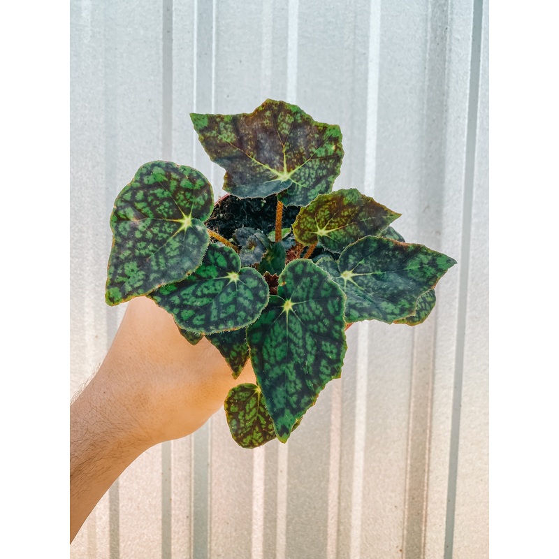 4 Begonia ‘Aces High’