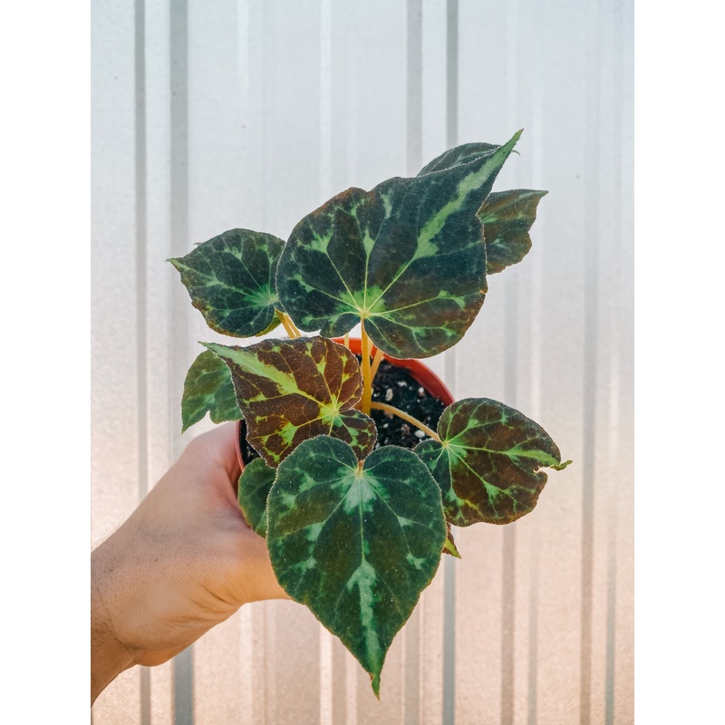 4 Begonia ‘barsalouxiae’