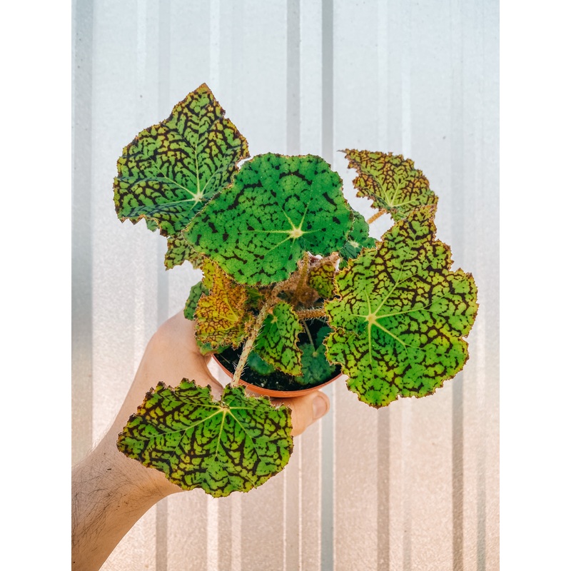 4 Begonia ‘Deco Checks’