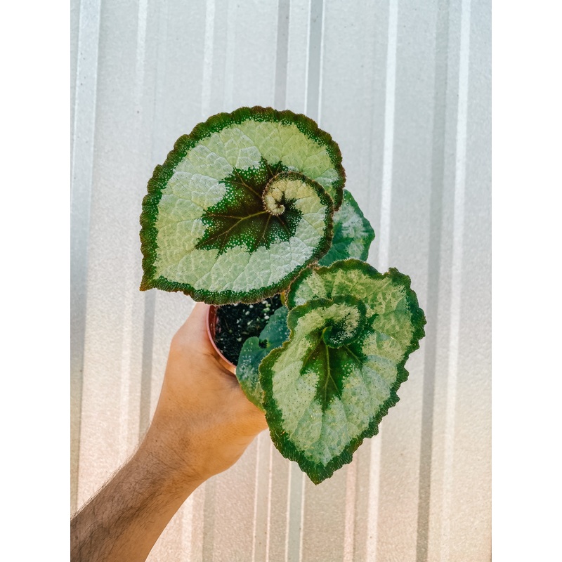 4 Begonia ‘Escargot’