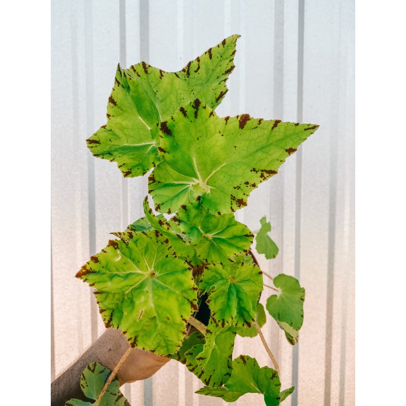4 Begonia ‘Harmony’s Golden Swallowtail’