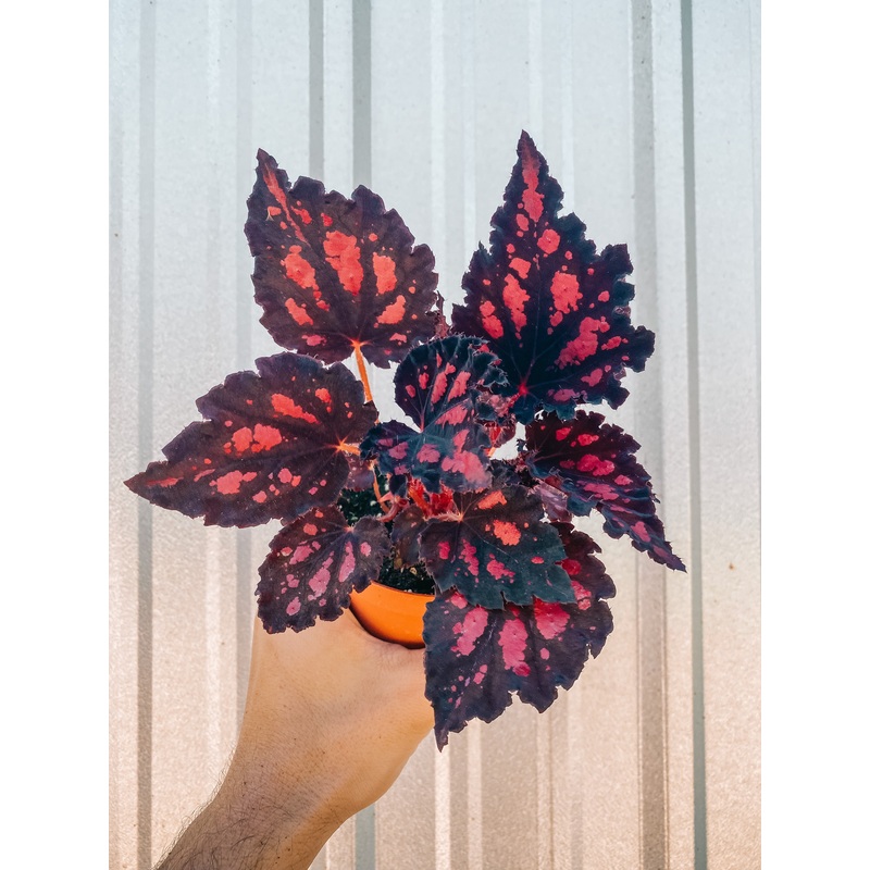 4 Begonia ‘Harmony’s Red Hots’