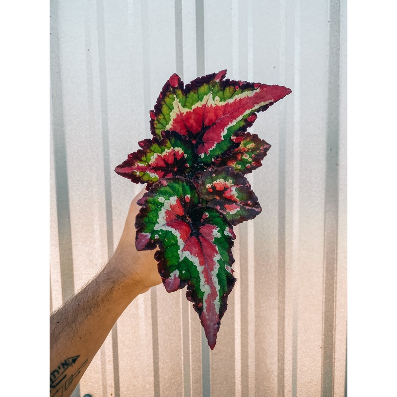 4 Begonia ‘Harmony’s Red Tail’