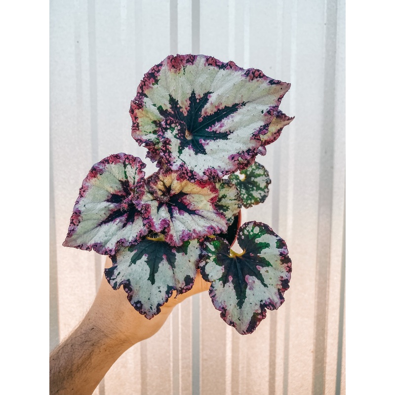 4 Begonia ‘Harmony’s Strawberry Shortcake’