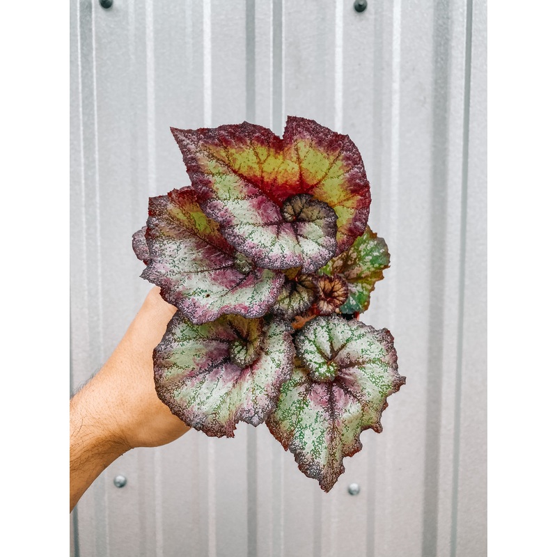 4 Begonia Hybrid ‘Irma’