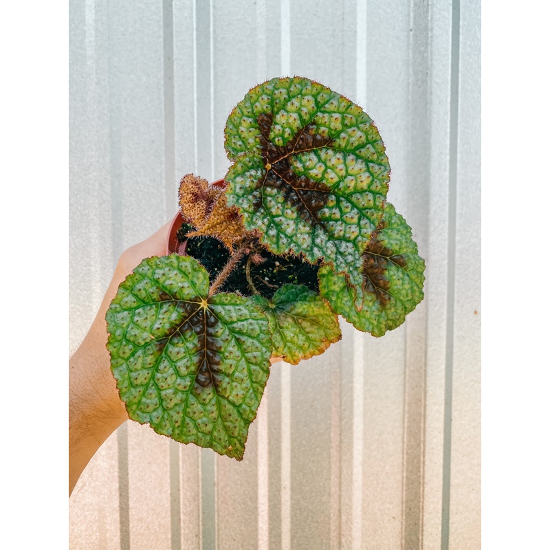4 Begonia ‘Iron Cross’