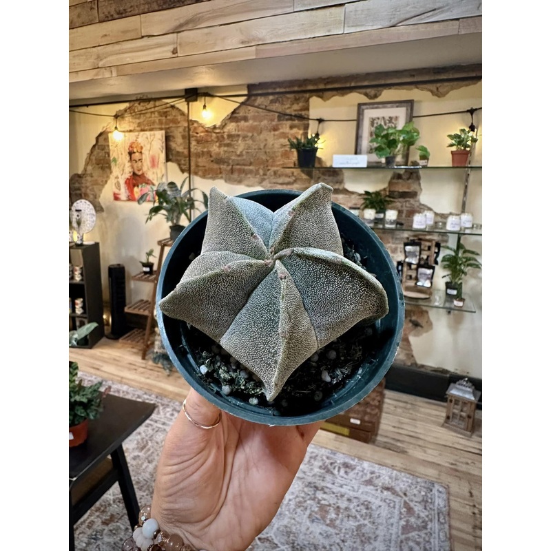4 Bishop Cap Cactus