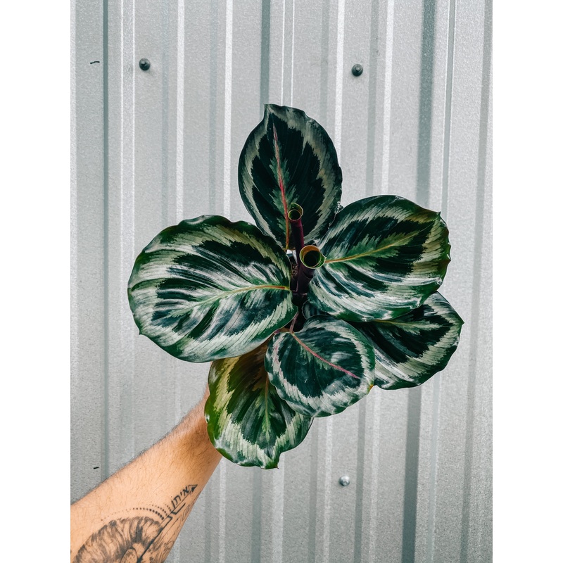 4 Calathea ‘Marion’