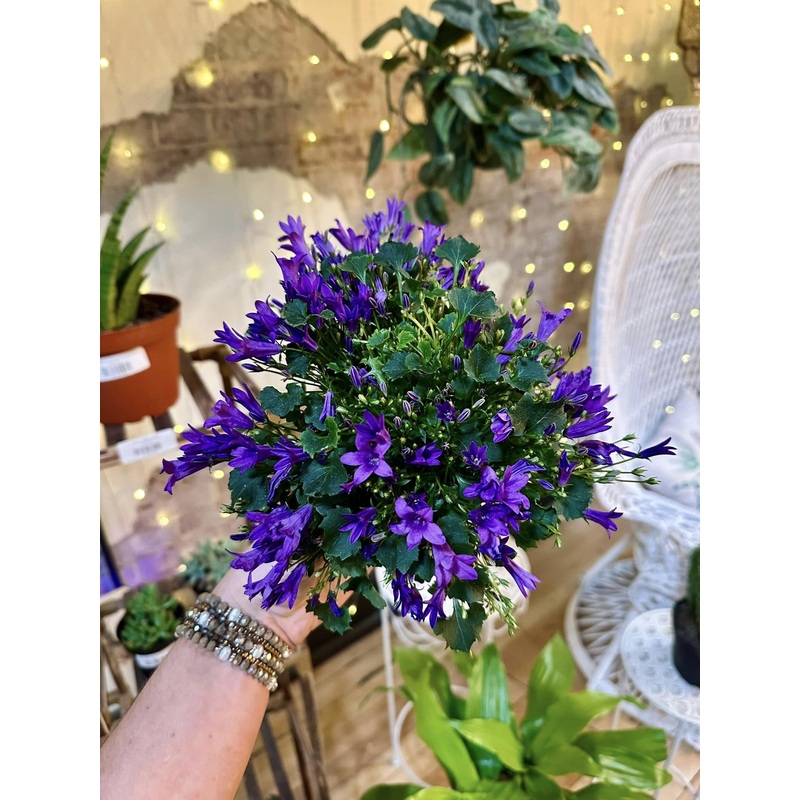 4 Campanula Purple