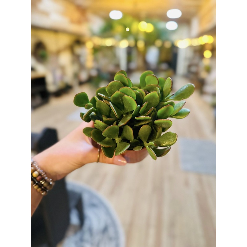 4 Crassula Jade