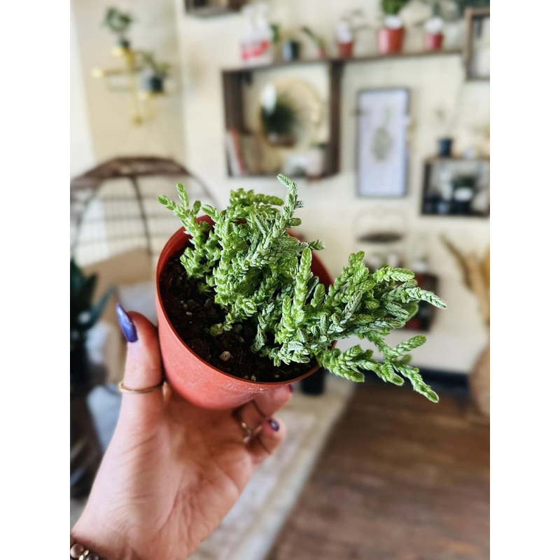 4 Crassula Watch Chain
