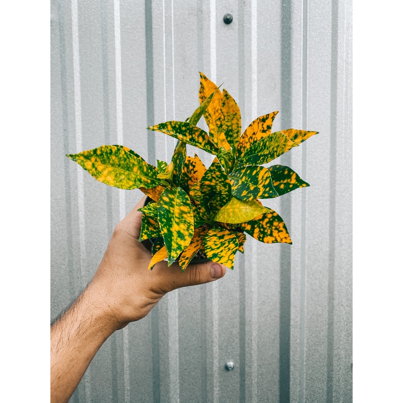 4 Croton ‘Gold Dust’