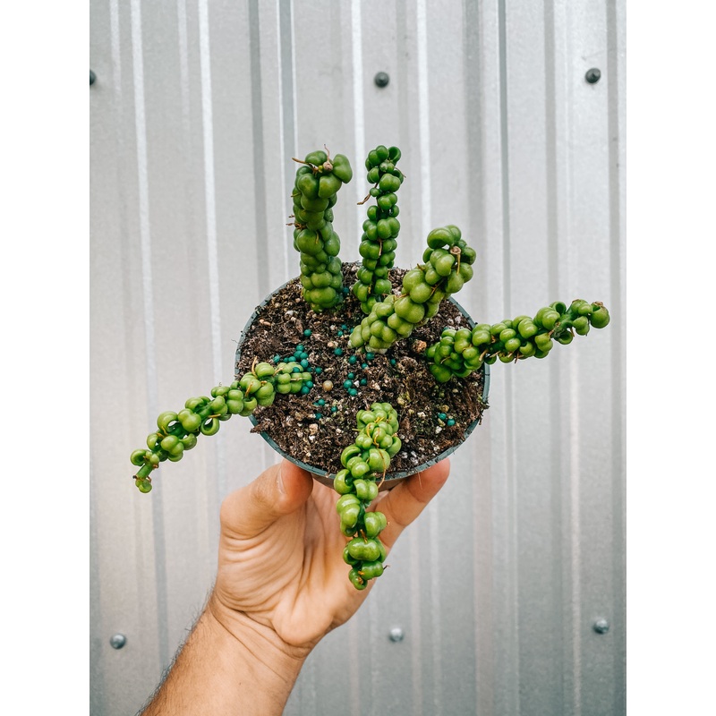 4 Dischidia Nummularia sp. Dragon Jade