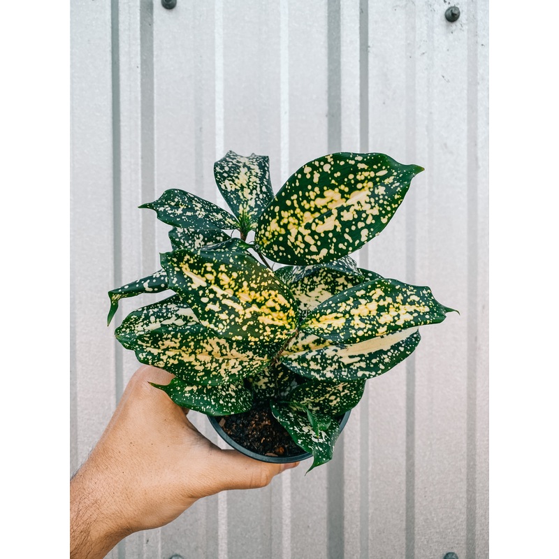 4 Dracaena ‘Florida Beauty’