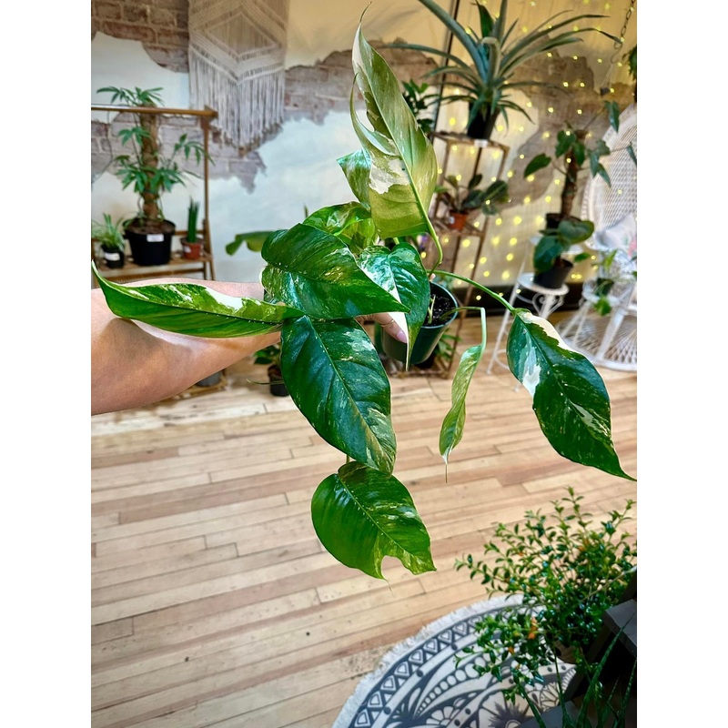 4 Epipremnum Pinnatum Albo