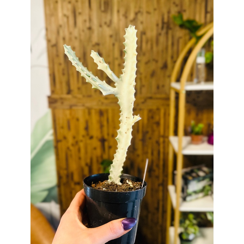 4 Euphorbia White Ghost