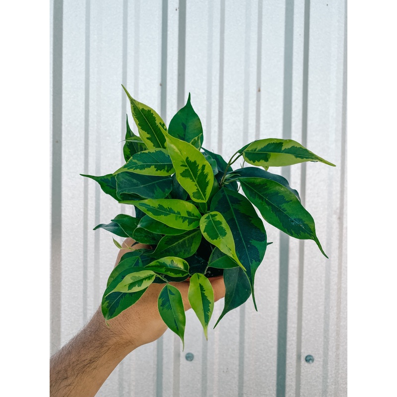4 Ficus ‘Benjamina Neon Marguerite’
