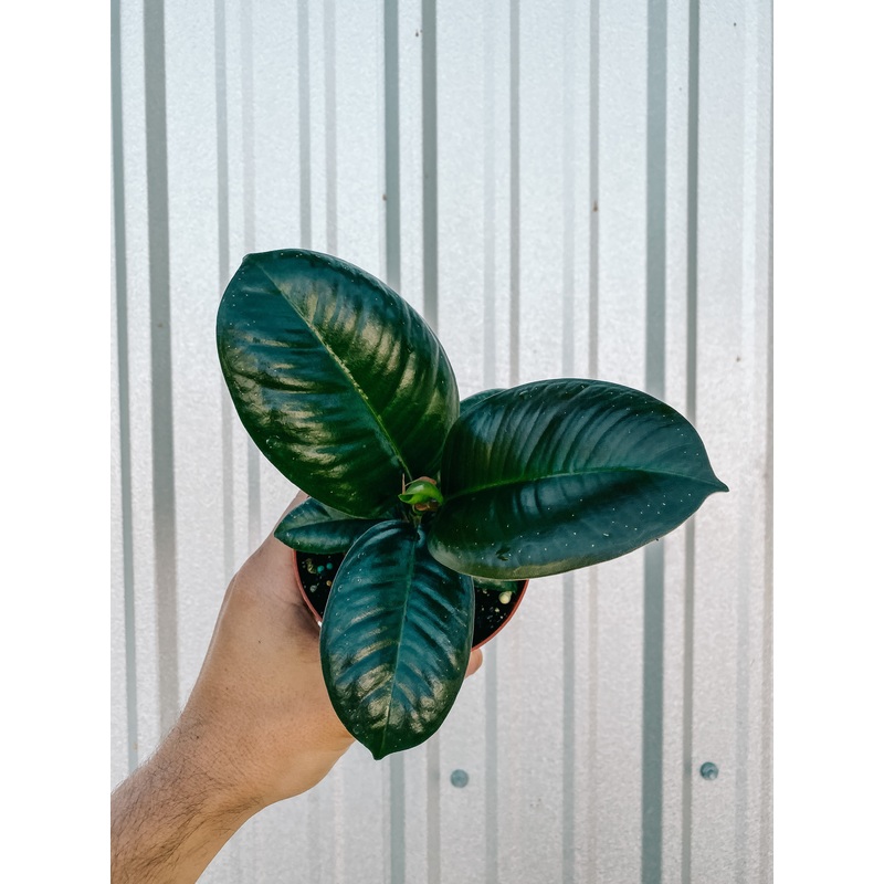 4 Ficus ‘Sofia’