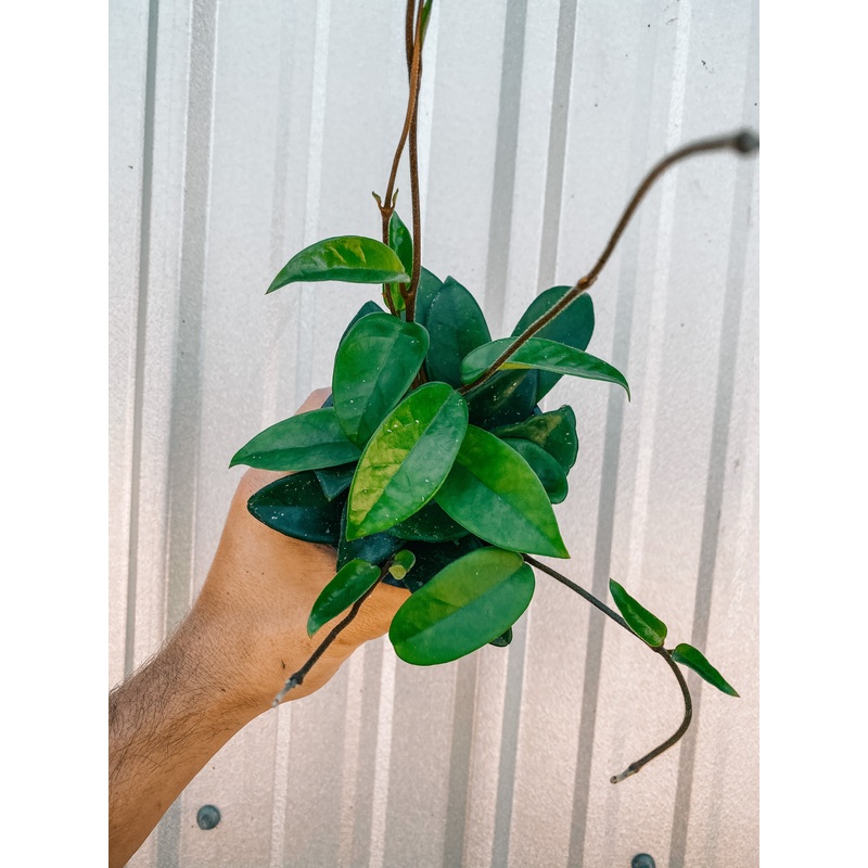 4 Hoya ‘Carnosa’ Jade