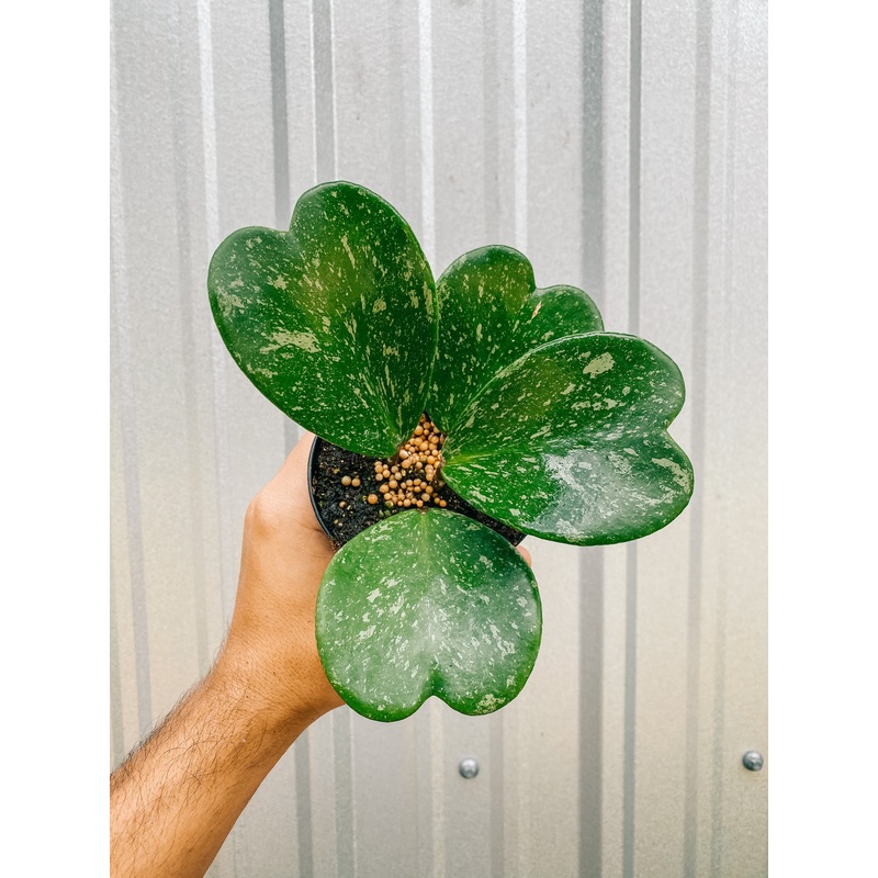 4 Hoya ‘Kerrii’ Splash
