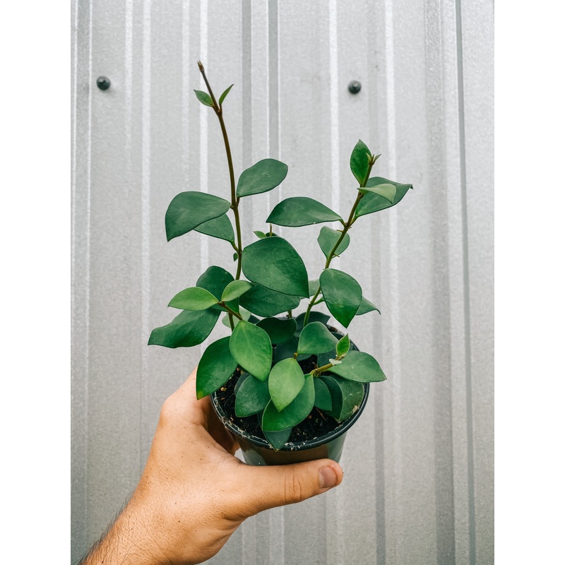 4 Hoya ‘Nummularioides’