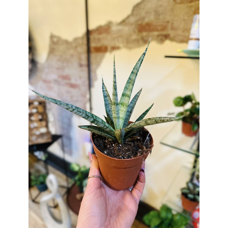 4 Icicle Mikado Snake Plant